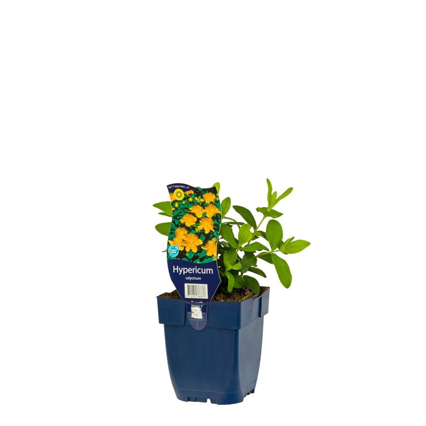 Gulrot – Hydrastis canadensis - P11